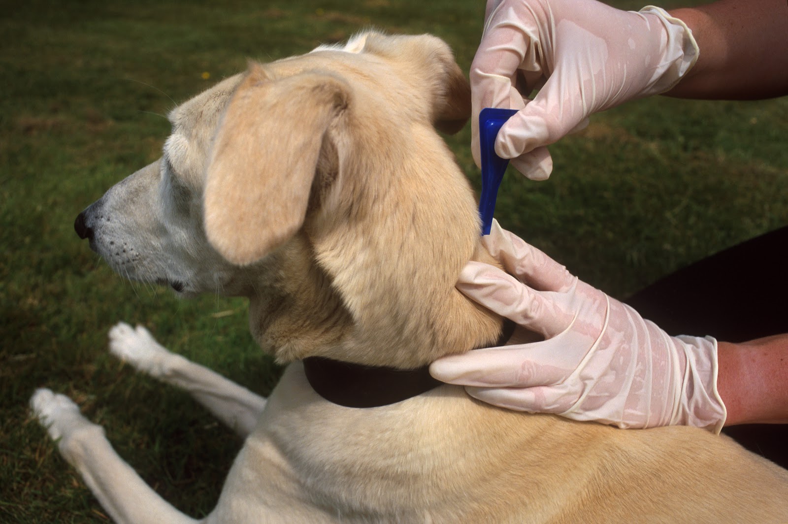 Лечение собаки после укусов собаки. Обработка животных от клещей. Холка у собаки.